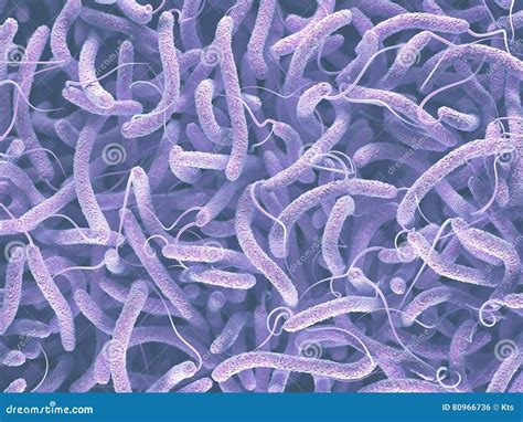 Bactérias De Cholerae Do Vibrio Ilustração Stock - Ilustração de flagelados, render: 80966736