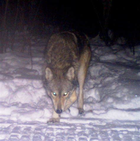 Image result for Wolves Chasing Things