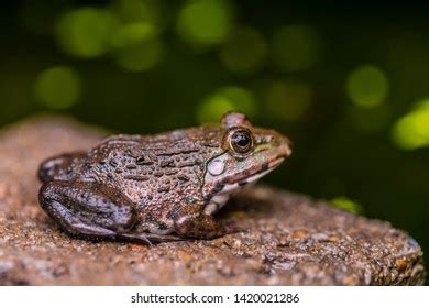 Image result for Frog Catching Insect