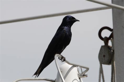 Purple Martin | BirdForum