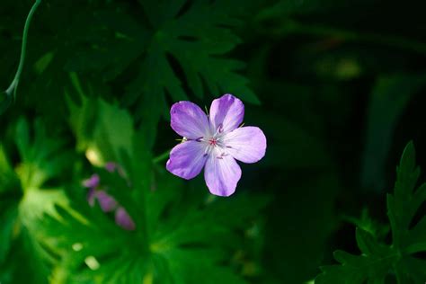 Download Light Purple Flower Green Foliage Background.jpg Wallpaper ...