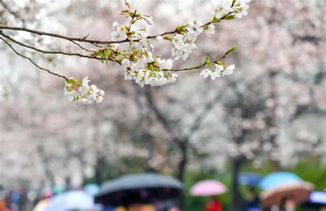 南京鸡鸣寺的樱花今年的花期是什么时候2022_旅泊网