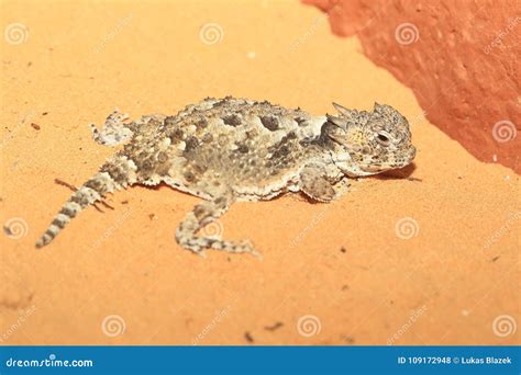 Desert horned lizard stock photo. Image of nature, lying - 109172948