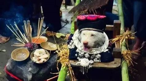 哥伦比亚庆祝宠物节 举办小狗化妆聚会(高清组图)_新闻中心_新浪网