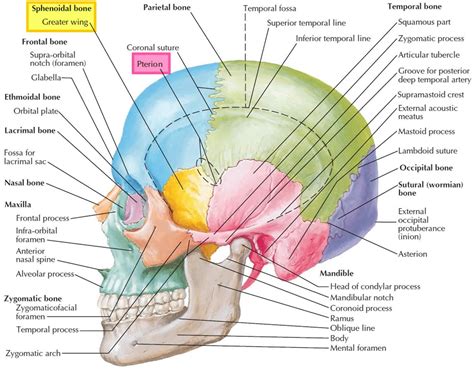 Sphenoid bone anatomy, function, parts & sphenoid bone fracture