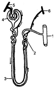 Q9: Question 6(a)The given diagram represents a nephron and its ...