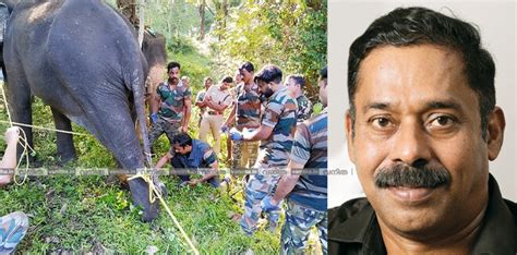 ‘മൂപ്പെത്താതെ മൂക്കുന്ന’ അത്തരം ആനകൾക്കു റിസ്ക് മനോഭാവം കൂടുതൽ... ആനയെ ...