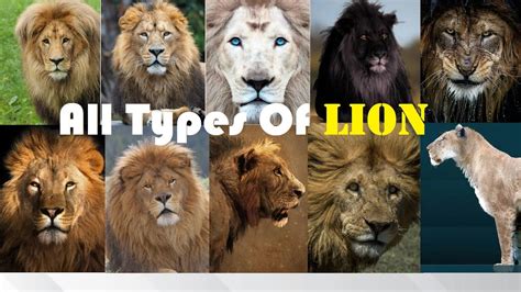Quels Sont Les Différents Types De Lions? - VNMNM