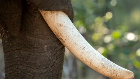 ‘Elephants are happy in the wild. We do not need to keep them in ...