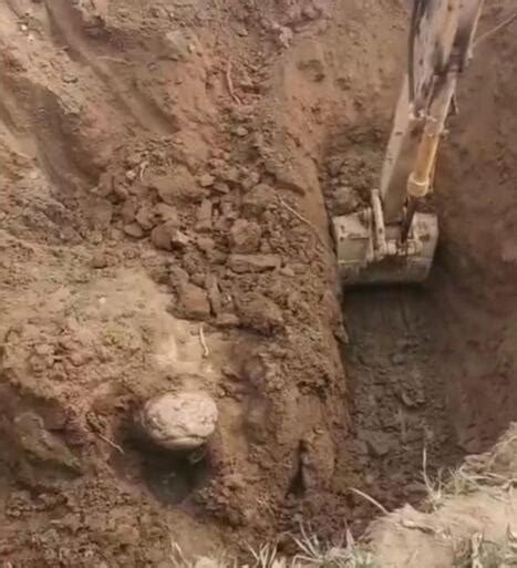工地挖出巨龟 距今722年的巨型赑屃（郓城县郭屯镇七陵碑村东）