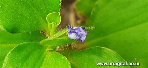Commelina Benghalensis Perennial herb Purple Flower Blooming on Green ...