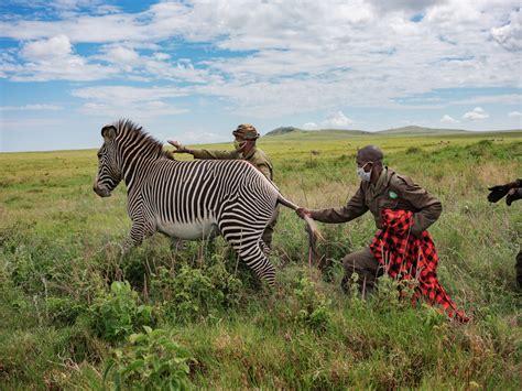 Kenya Wildlife Animals