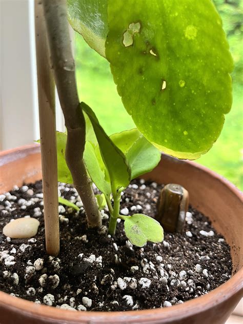 Bryophyllum pinnatum “leaf of life” plant yellowing leaves getting soft ...