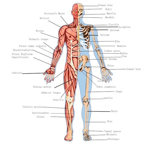 Un disegno di un corpo umano con i muscoli etichettati con la parte ...