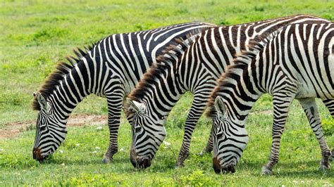 Zebras Grazing Wallpaper 2,081 Grazing Zebra Animal Stock Photos,