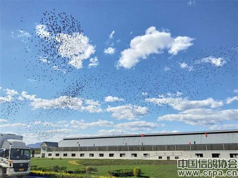 河北陆翔国际赛鸽公棚图片查看-中国信鸽信息网各地公棚