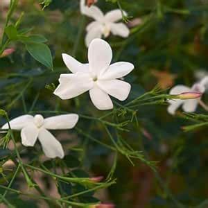 M-Tech Gardens Rare Fragrant Pichi/Spanish Jasmine Flowering Plant ...