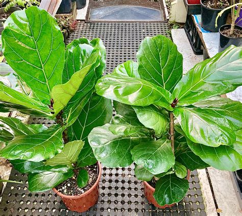 Fiddle Leaf Figs Indoor Plants in NSW, Sydney, Australia