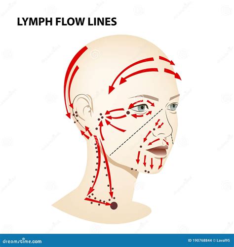 Image result for Lymphatic System Flow