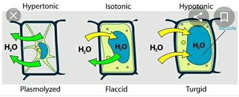 What is a hypotonicsolution? - Brainly.in