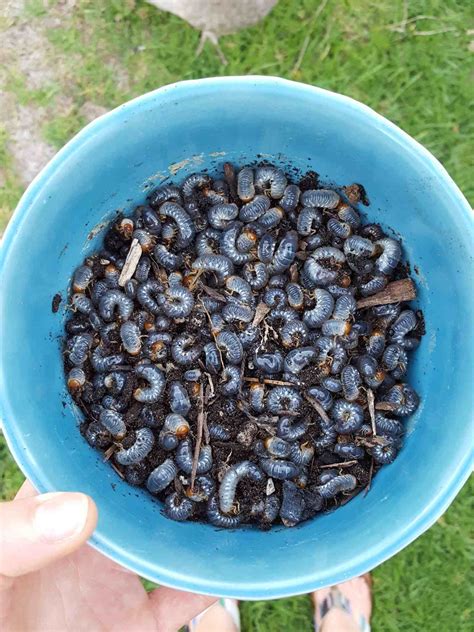 How to Kill Grubs & Garden Soil Pests Organically w/ Beneficial Nematodes ~ Homestead and Chill