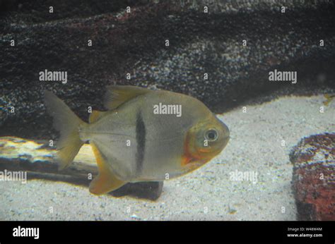 Color Fish 的图像结果