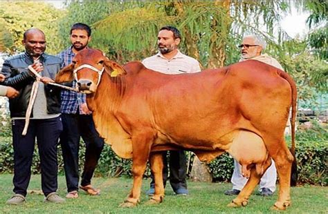 11 लाख में बिकी साहीवाल नस्ल की देसी गाय, हरियाणा में रही दो बार ...
