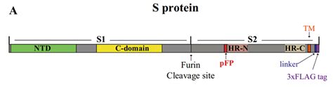 科学家揭示MERS-CoV和SARS-CoV刺突蛋白的结构与功能