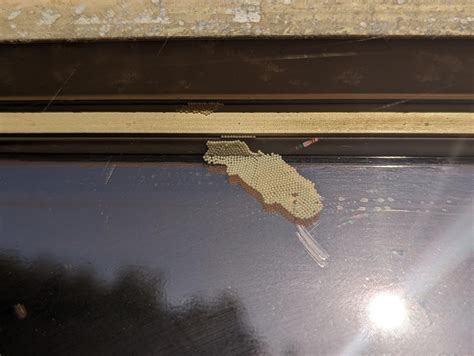 Moth Eggs On Window