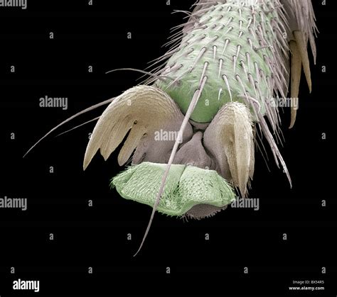 Scorpion fly foot, SEM Stock Photo - Alamy