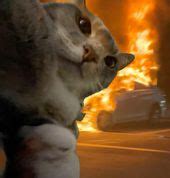 Cute Things Exploding Cat 的图像结果