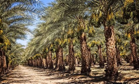 Where Do Dates Come From