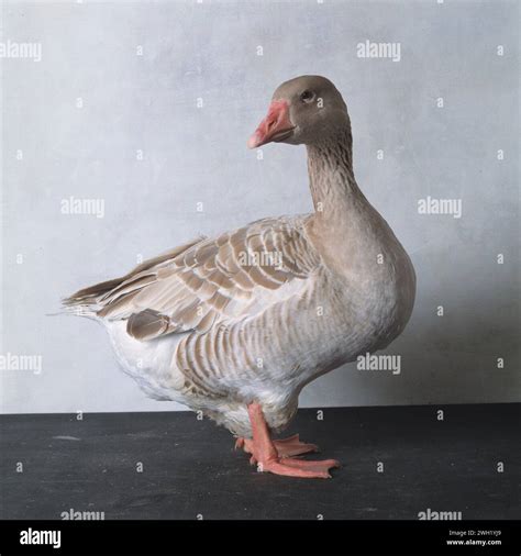 American buff goose hi-res stock photography and images - Alamy