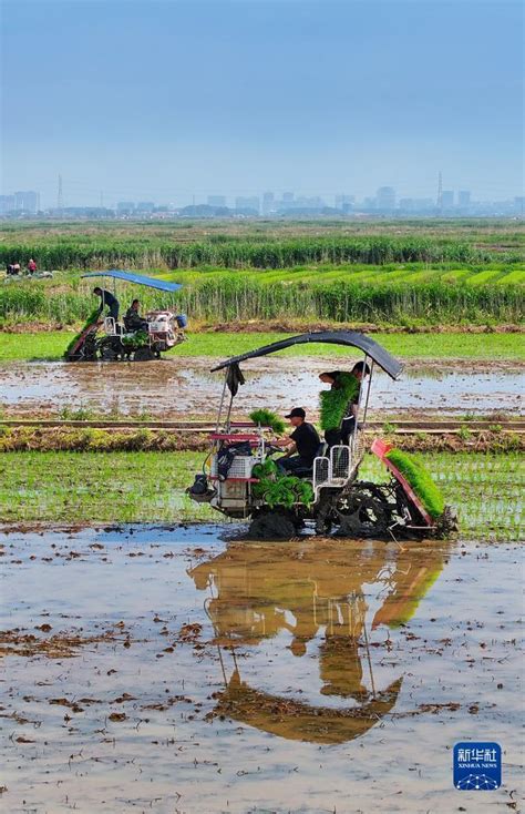 水稻的生长环境有哪些要求 —【发财农业网】