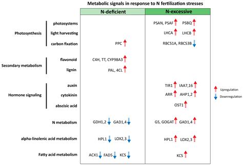 Identification of Genes Associated with Nitrogen Stress Responses in ...