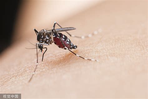 专家解密：为什么被蚊子叮的总是你？_社会_环球网