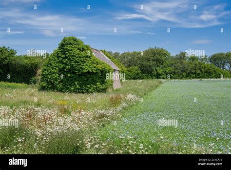 Image result for Linseed Field
