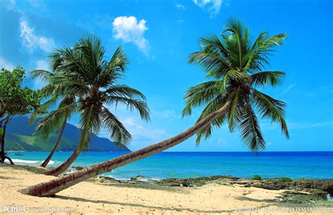 海边椰树风景图片素材-编号09237927-图行天下