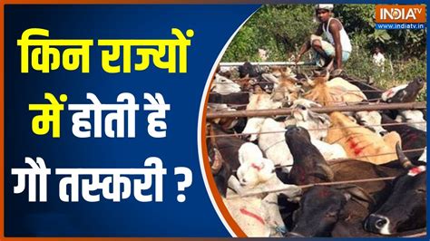 India Cow Smuggling: देश में गौ तस्करी के लिए कौन-कौन से Route अपनाएं ...