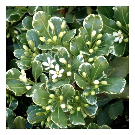 Buy Pittosporum tobira Variegata, Japanese Pittosporum in 9 cm Pot ...