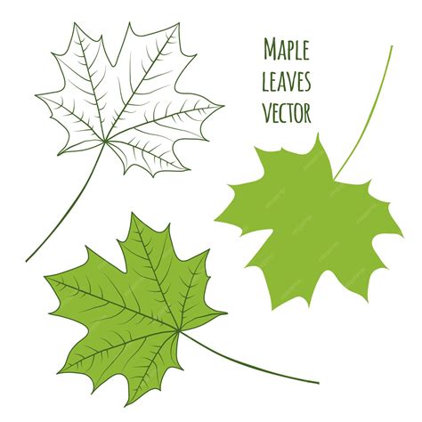 Premium Vector | Maple leaves vector