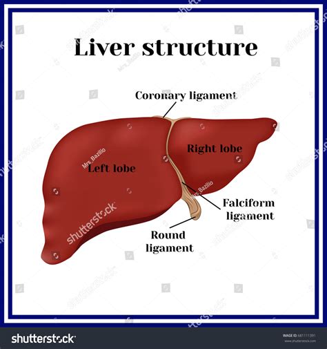 Ligaments Of Liver