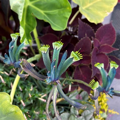 Anigozanthos Celebrations™ Masquerade - Kangaroo Paw Plant (4.5" Pot ...