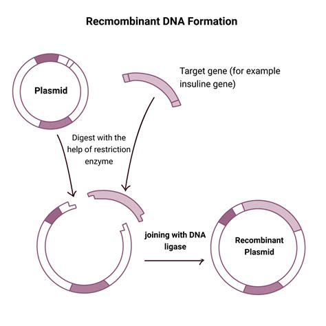 Gene Cloning - Steps, Definition, Applications - Biology Notes Online