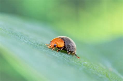 Cryptolaemus montrouzieri - Anatis Bioprotection