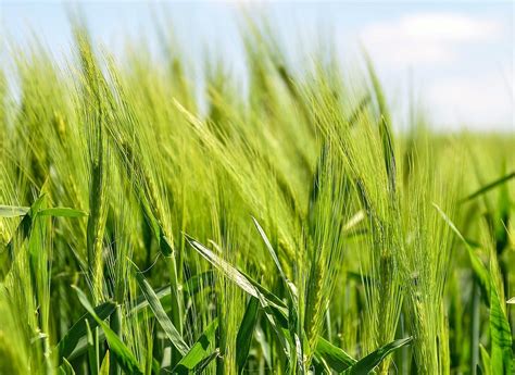 Protection of Plant Varieties and Farmers' Rights Authority