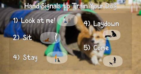 Image result for Hand Commands for Dogs