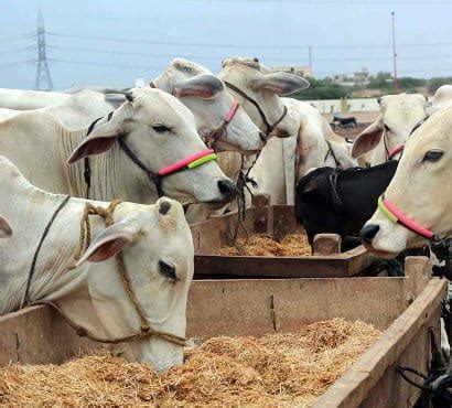 Dairy Muneem