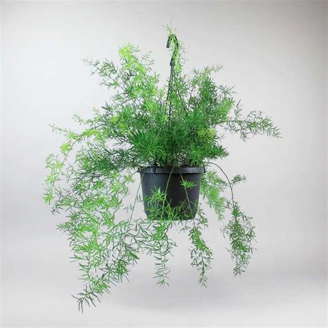 Lush Asparagus Sprengeri Fern Plant – Easy Care Hanging Greenery ...