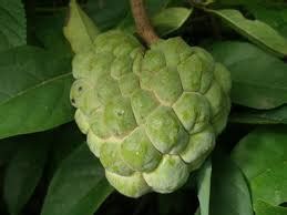 Buy Annona Squamosa - Sharifa Seeds (1kg) online at best price
